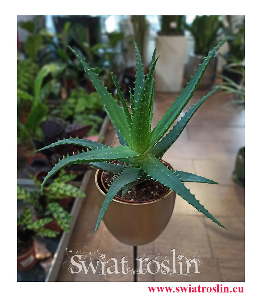 Aloes drzewiasty, Aloe Arborescens, rośliny doniczkowe, kwiaty doniczkowe, rośliny lecznicze
