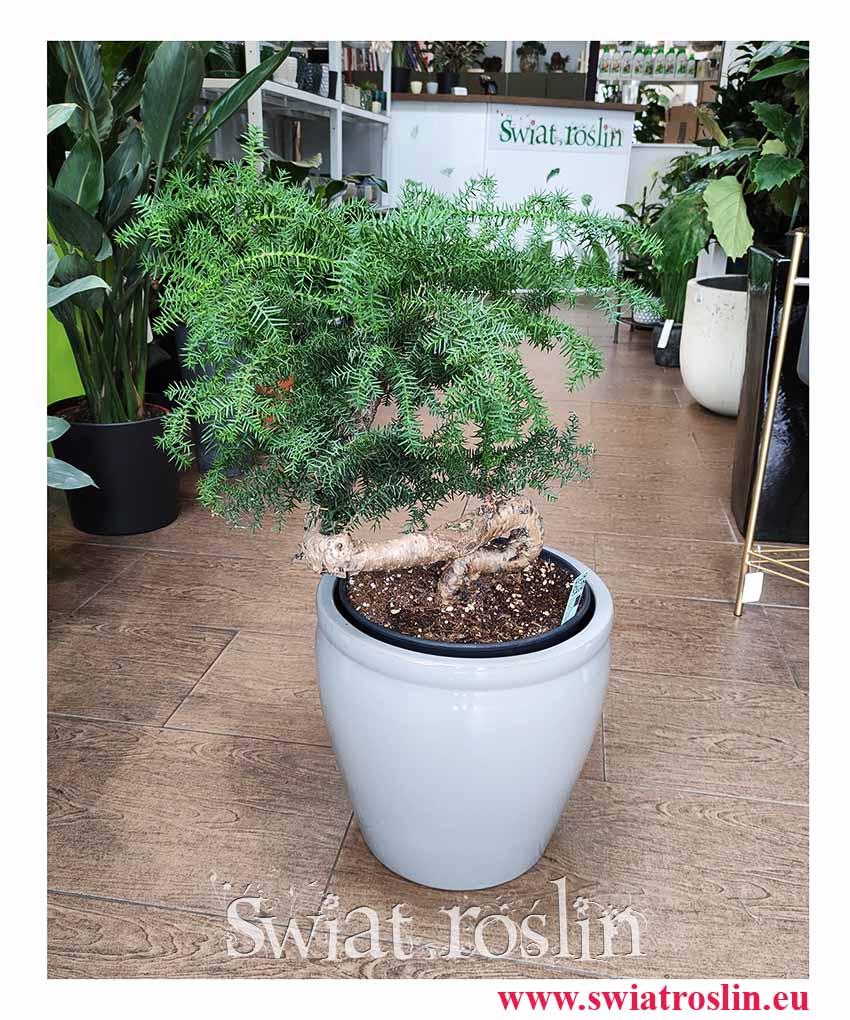 Araukaria Bonzai, Araucaria Cunninghamii Bonsai, Araucaria Bonzai- Modne rośliny, drzewko Bonzai