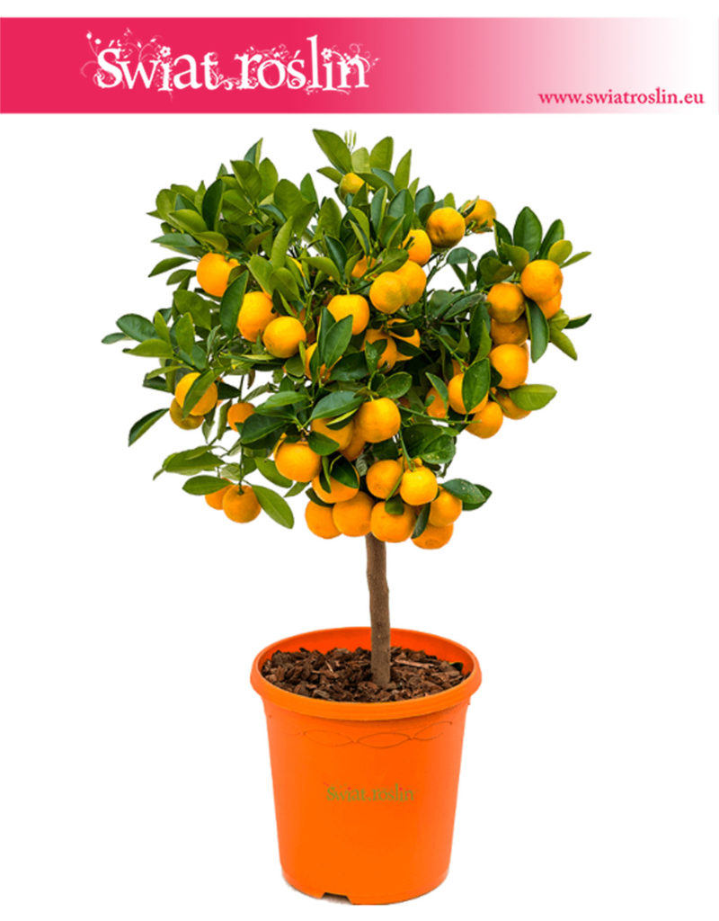 Citrus Mitis, Calamondin, Kalamondyna
