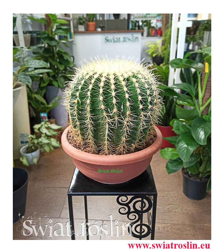 Echinokaktus Grusona, Echinocactus Grusonii, Kaktus Cactus Fotel teściowej, internetowy sklep z roślinami doniczkowymi