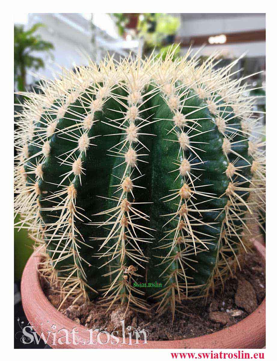 Echinokaktus Grusona, Echinocactus Grusonii, Kaktus, Cactus, Fotel teściowej, kwiaty doniczkowe, rośliny doniczkowe