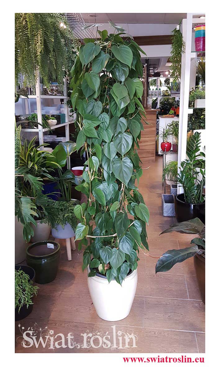 Filodendron Scandens, Filodendron Pnący, Philodendron Scandens