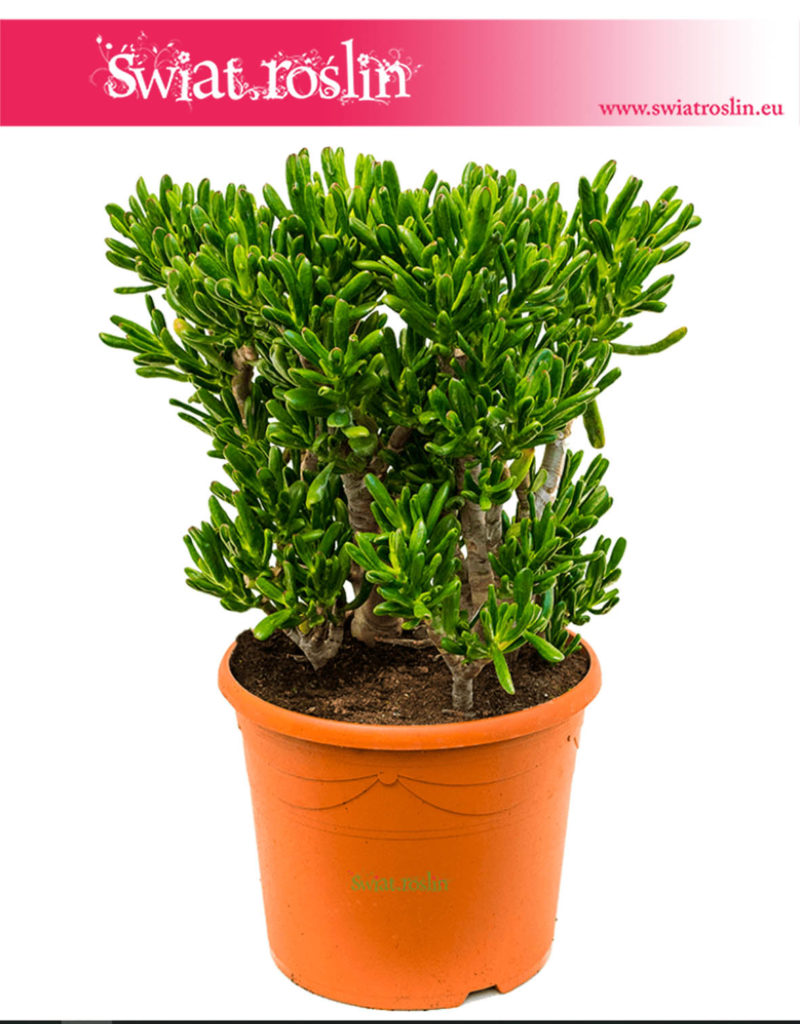 Grubosz, Grubosz Jajowaty (Owalny), Drzewko Szczęścia, Crassula ovata Horntree