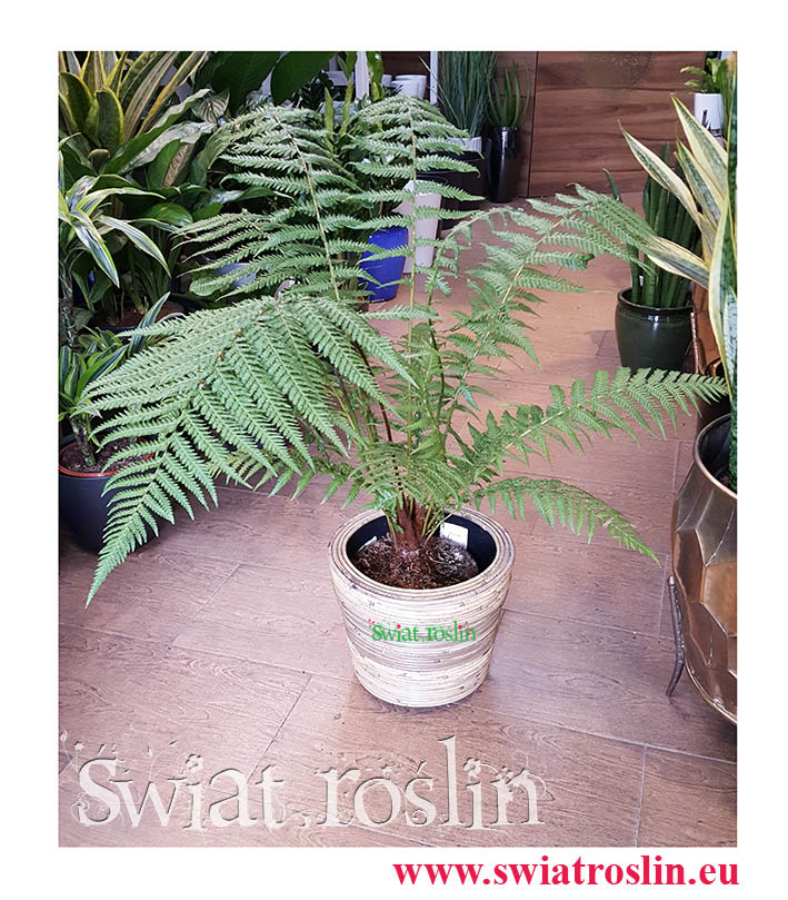 Paproć Drzewiasta, Dicksonia Antarctica, rośliny doniczkowe, rośliny do hotelu, świat roślin