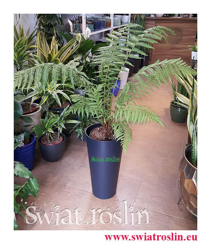 Paproć Drzewiasta, Dicksonia Antarctica, rośliny kraków, sklep z roślinami doniczkowymi, rośliny do biura, rośliny do firmy