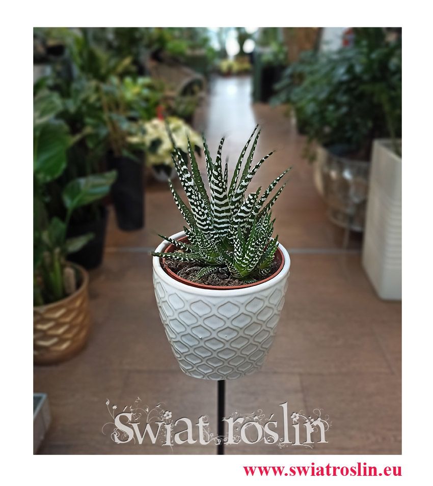 Rośliny doniczkowe, Haworsja Pasiasta, Haworthia Fasciata, Haworcja Pasiasta