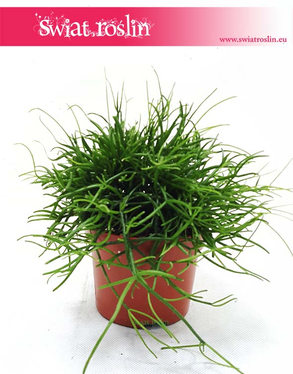 Rypsalis-Cassutha-kaskada-Rhipsalis-Cassutha-cascade-2