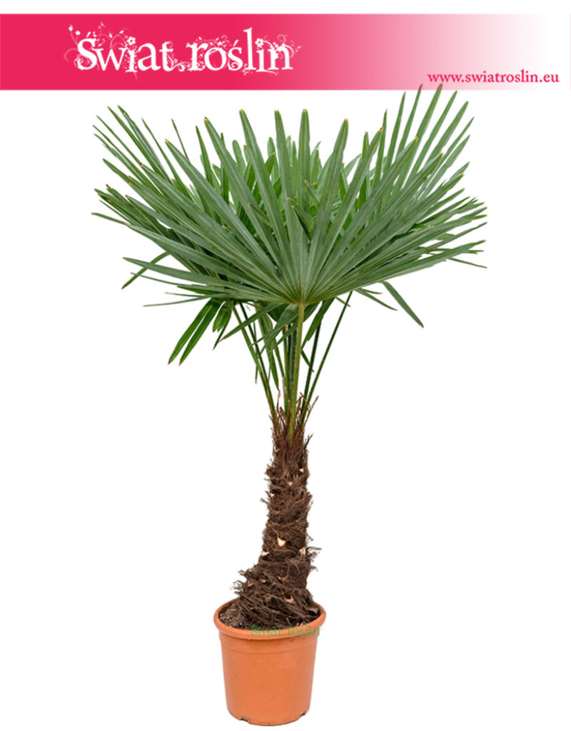 Trachycarpus Fortunei, Szorstkowiec Fortunego