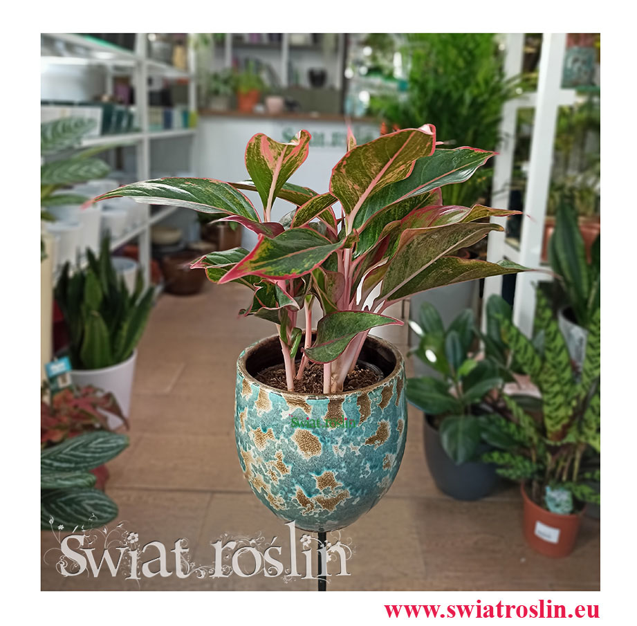Aglonema, Aglonema Crete, Aglaonema Crete sklep z roślinami w Krakowie