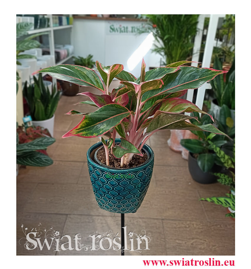 Aglonema, Aglonema Crete, Aglaonema Crete, kwiaty rośliny doniczkowe sklep