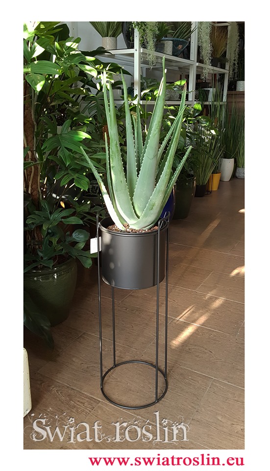 Aloes, Aloes zwyczajny, Aloes Barbadensis, Aloe Vera Barbadensis, Alona Barbadoska, Aloes Vera, Aloe Vera