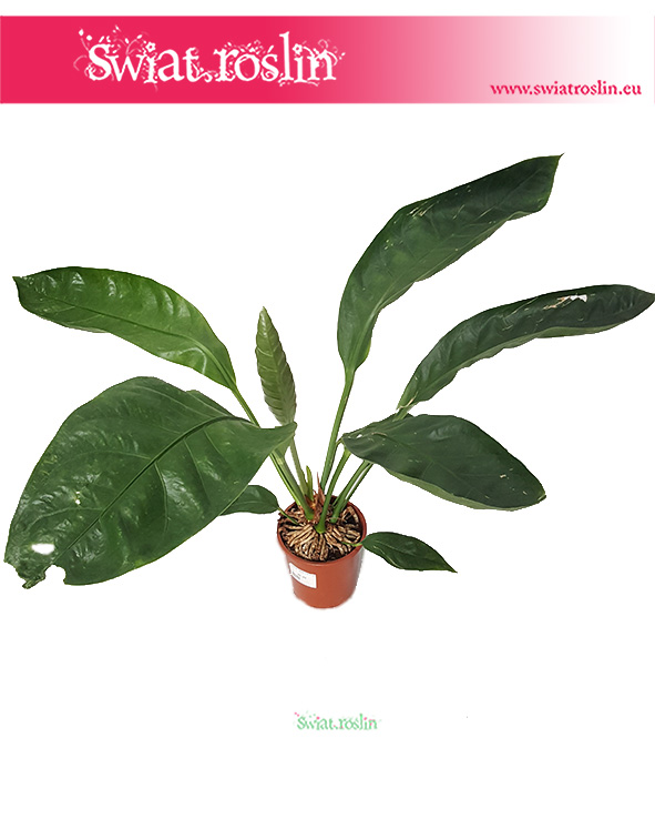 Anturium Jungle King, Anthurium Jungle King 2 (1)