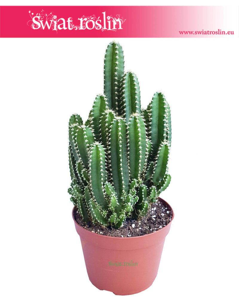Cereus, Cereus Peruvianus Florida, Cereus Peruwiański Florida, Pałczak, sukulenty