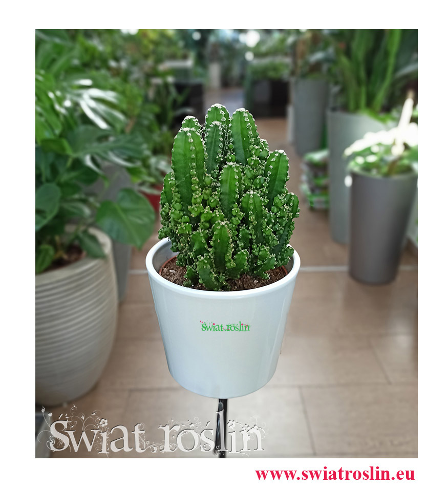 Cereus, Cereus Peruwiański Paolina, Cereus Peruvianus Paolina, Pałczak Paolina, rośliny kwiaty doniczkowe
