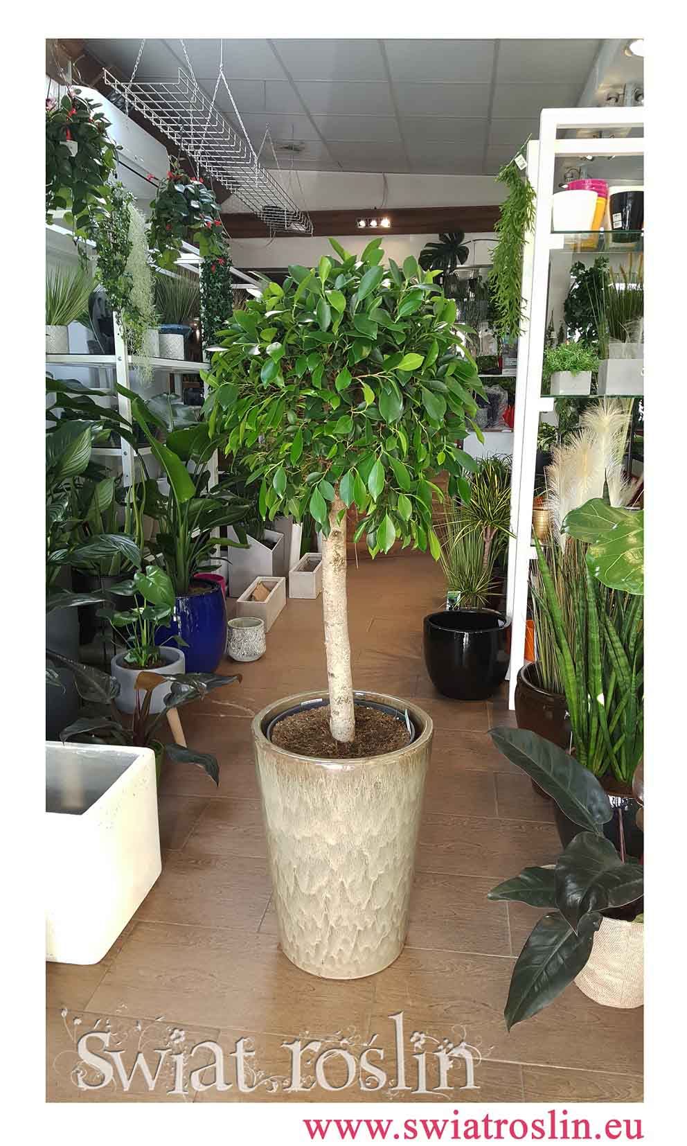 Fikus Nitida, Ficus Nitida, Figowiec Nitida, internetowy sklep z roślinami, rośliny doniczkowe, rośliny Kraków