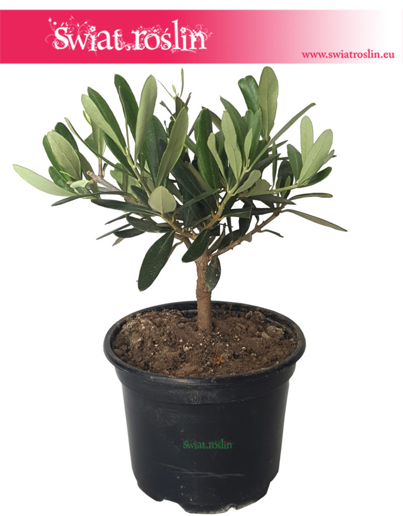 Olea-Europaea-Oliwka-Europejska-Drzewko-miniaturka-2-800x1024