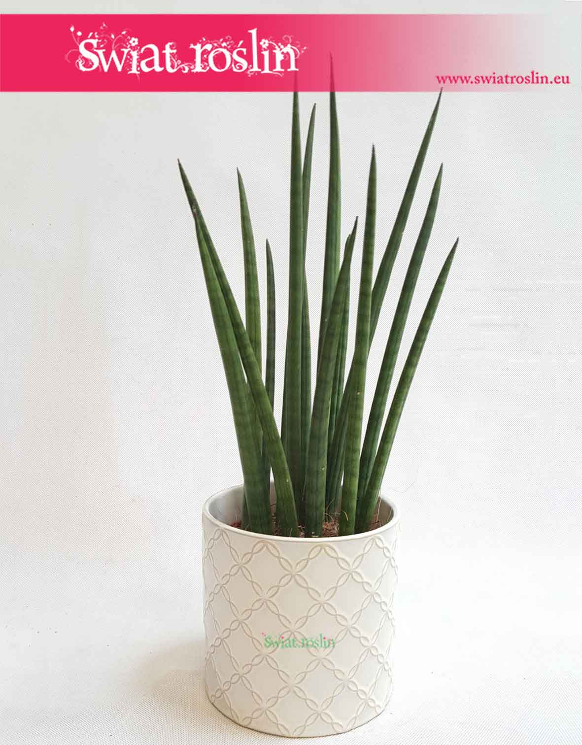 Sansevieria Spikes, Sansewieria Spikes, Sansewieria Cylindrica Spikes, Sansewieria cylindryczna, Wężownica, Skelp internetowy Kraków