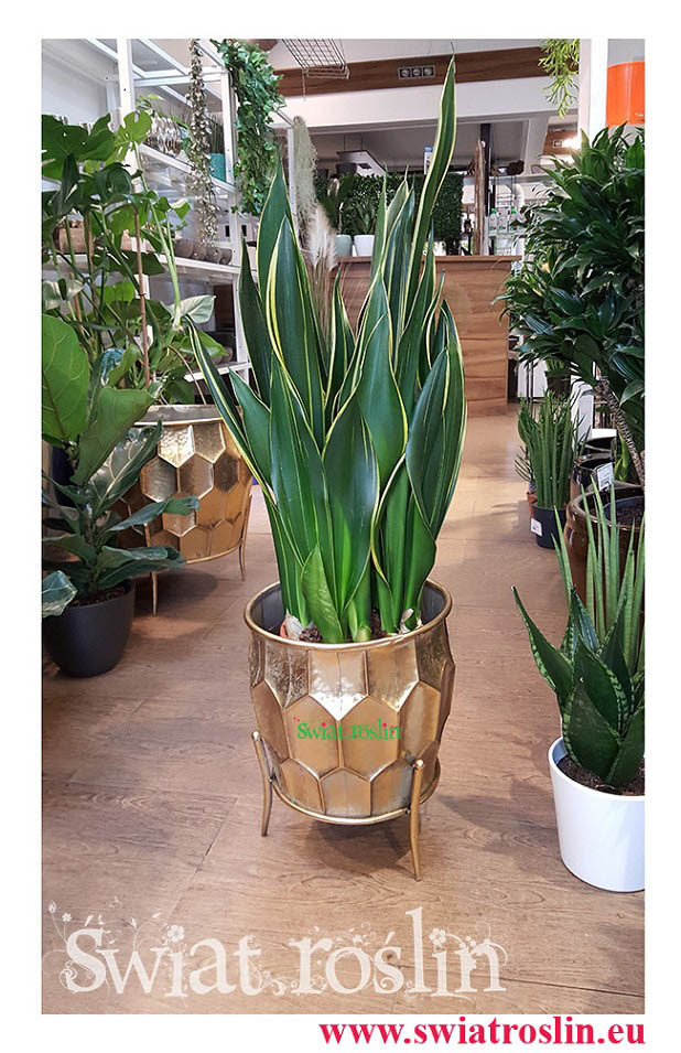 Sansewieria Diamond Flame, Wężownica, Sansevieria Diamond Flame, rośliny do biurowca, do galerii