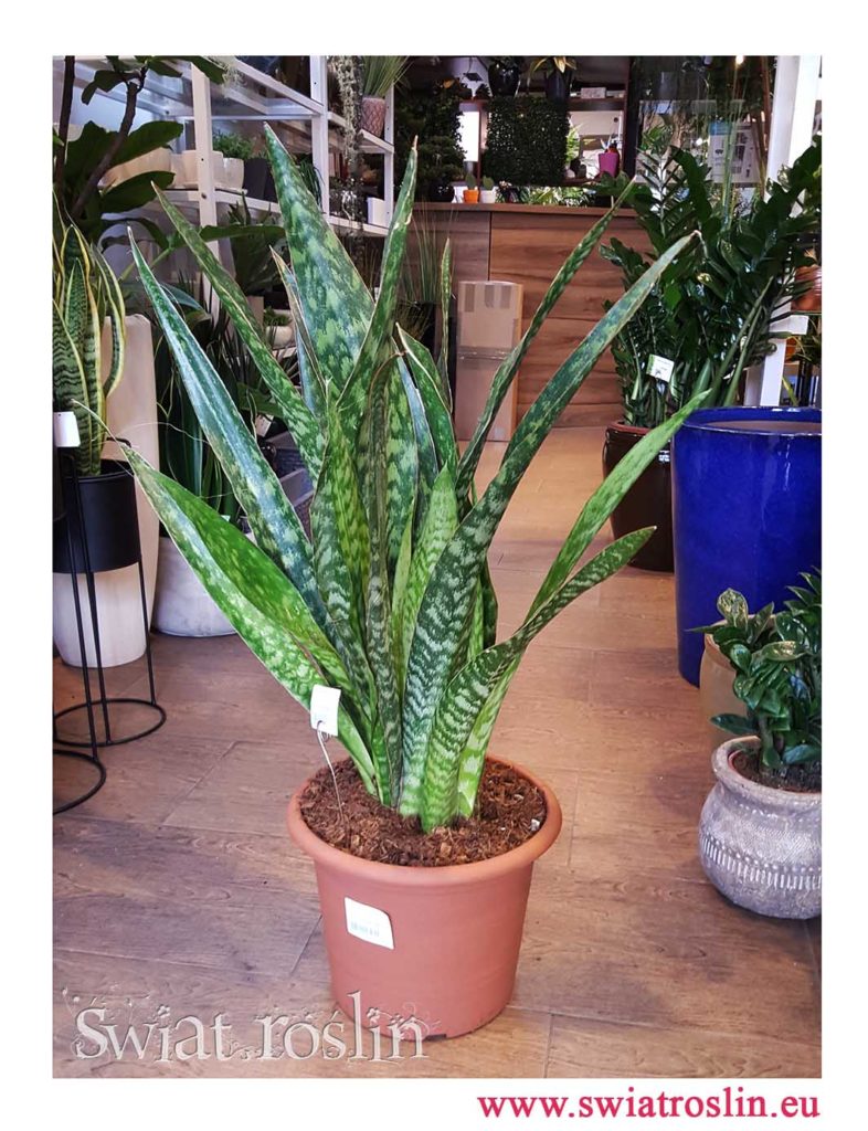 Sansewieria Jiboia, Wężownica, Sansevieria Jiboia, rośliny doniczkowe wysyłka, świat roślin