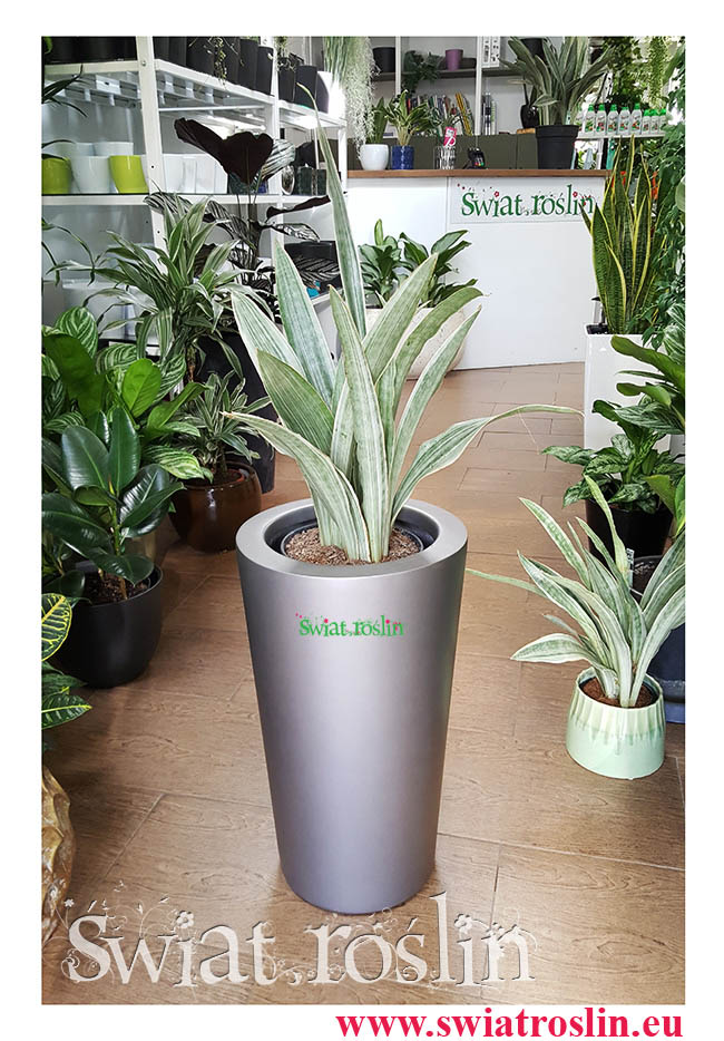 Sansewieria Metallica, Wężownica, Sansevieria Metallica, ośliny doniczkowe sklep internetowy, modne rolsiny
