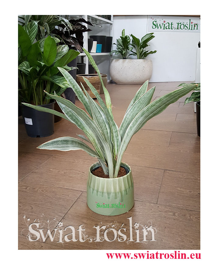 Sansewieria Metallica, Wężownica, Sansevieria Metallica, rosliny do biura, do firmy, do hotelu, do biurowca, na parapet