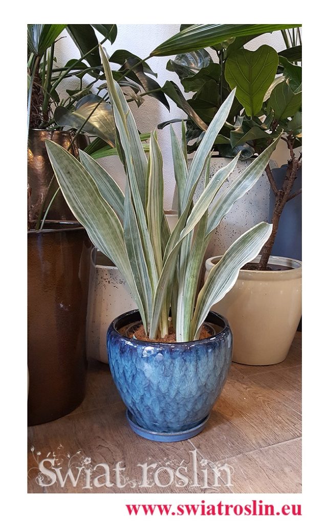 Sansewieria Metallica, Wężownica, Sansevieria Metallica, sklep z kwiatami doniczkowymi, rosliny na topie