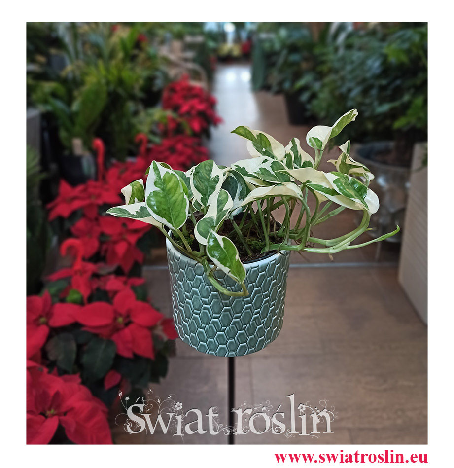 Scindapsus Njoy, Epipremnum, Epipremnum Njoy, Epipremnum variegata, Scindapsus variegata, Scindapsus, Świat Roślin ,rosliny doniczkowe, sklep z roslinami doniczkowymi, Kwiaty doniczkowe