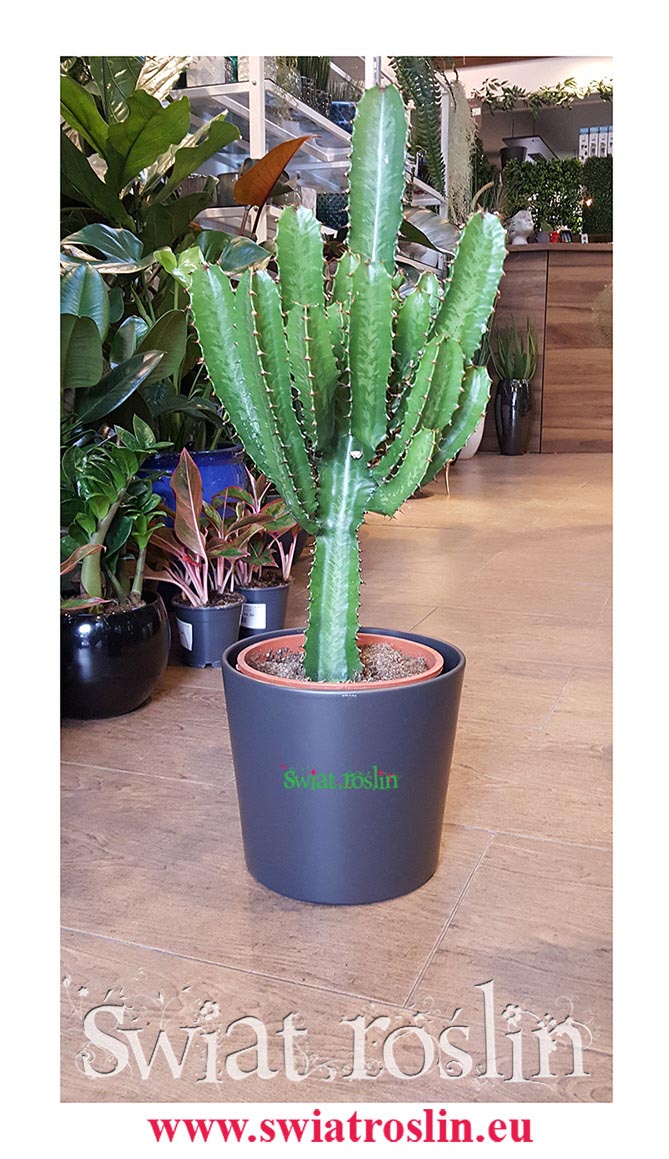 Wilczomlecz, Euphorbia Acrurensis, sukuleny, kaktusy sklep, rosliny doniczkowe