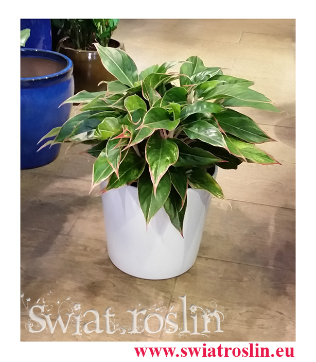 Aglonema Tivoli, Aglaonema Tivoli, rosliny doniczkowe sklep, kraków rośliny