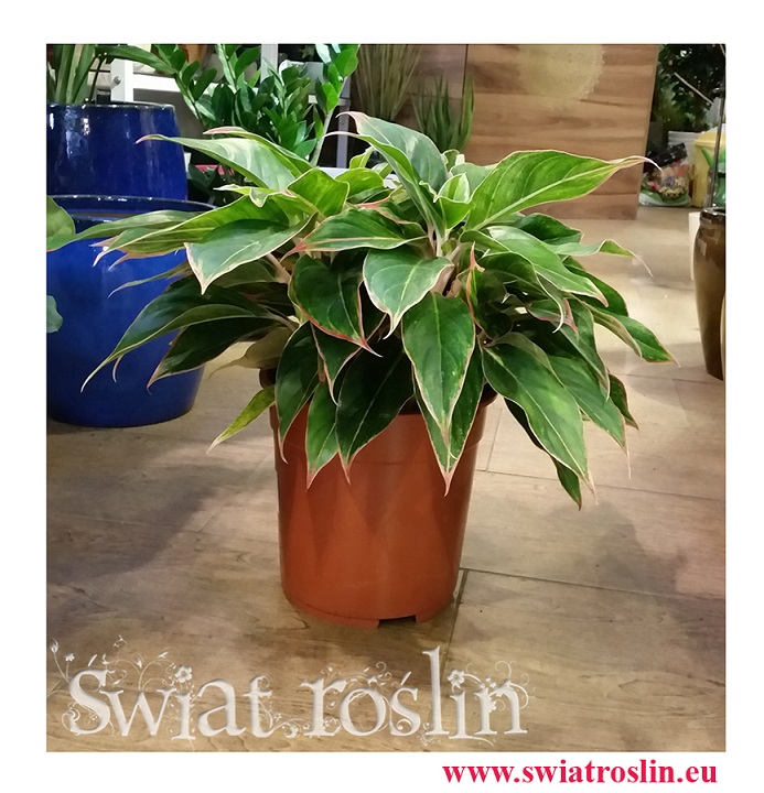 Aglonema Tivoli, Aglaonema Tivoli, sklep z roslinami doniczkowymi, wysyłka roślin