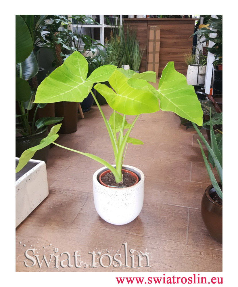 Alokazja, Alokazja Xanthosoma Lime, Alocasia Xanthosoma Lime, Alokazja Lime Zinger, Alocasia Lime Zinger, Colocasia Xanthosoma, Kolokazja Xanthosoma