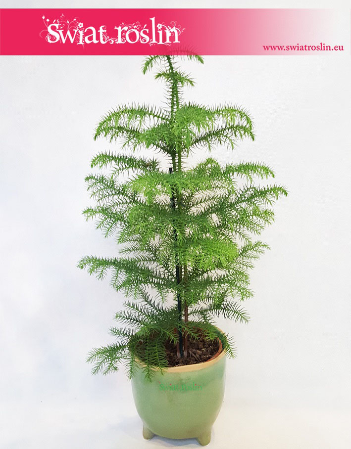Araukaria wyniosła, Araucaria heterophylla, rośliny doniczkowe, rosliny do biura, rosliny kraków, kwiaty doniczkowe