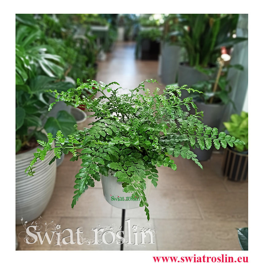 Asplenium Parvati, Paproć Asplenium Parvati, Paprotka Asplenium Parvati Zanokcica, kwiaty rośliny doniczkowe