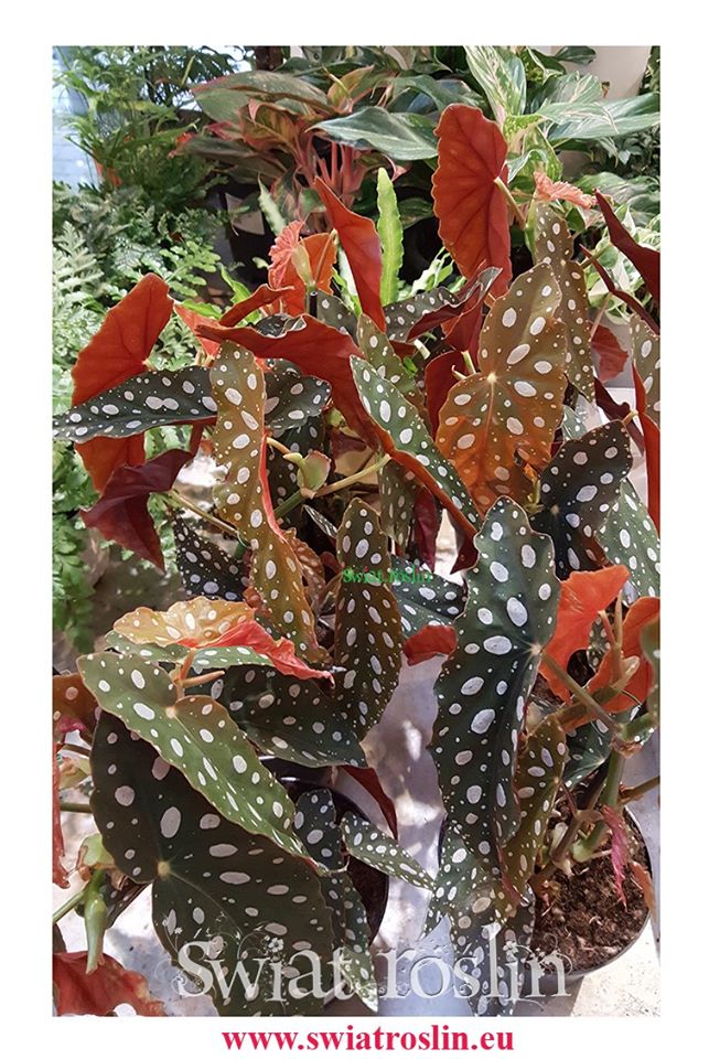 Begonia Maculata, Begonia Plamista, Begonia Koralowa, Ukośnica 9