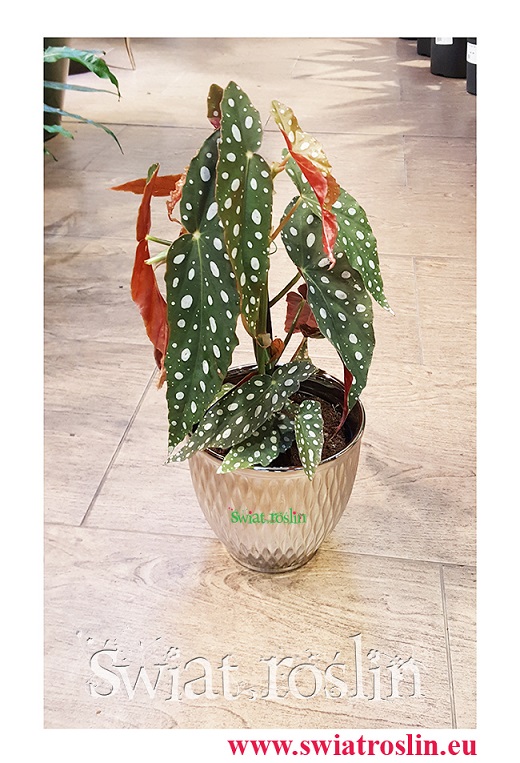 Begonia Maculata, Begonia Plamista, Begonia Koralowa, Ukośnica