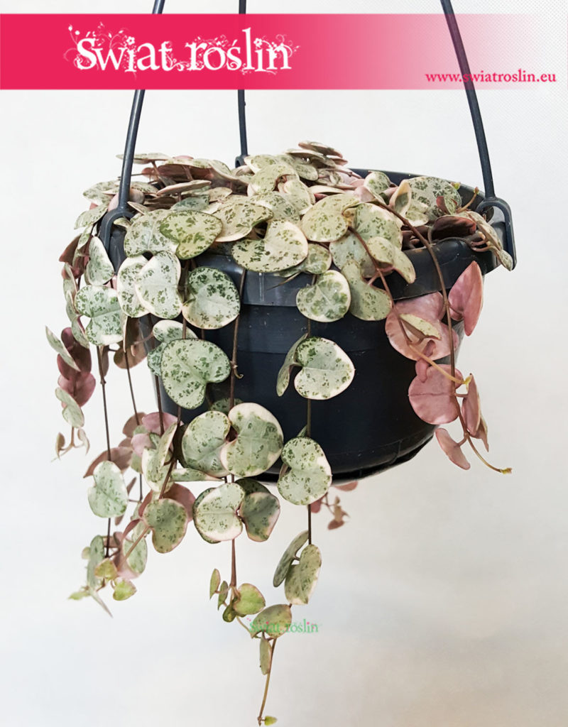 Ceropegia Woodii Variegata, Ceropegia Wooda Variegata