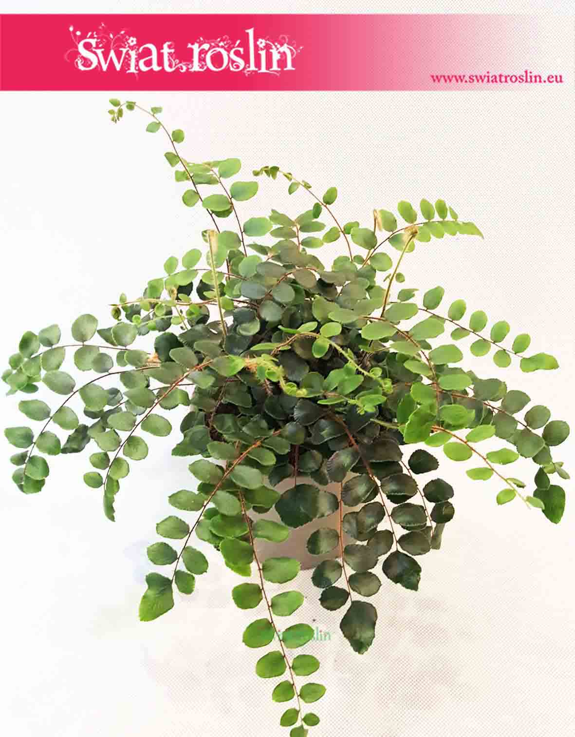 Ciemnotka Okrągłolistna ,Pellaea Rotundifolia, Pieniążek, Świat Roślin, rosliny doniczkowe Kraków, sklep internetowy, Rośliny Kraków, sklep online 2
