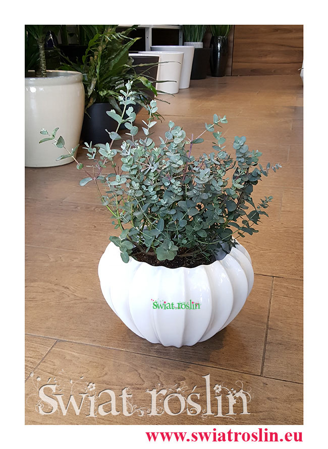 Eukaliptus Gunii, Eucalyptus Gunii, Eukaliptus Tasmański, Eukaliptus Górski, Eukaliptus Niebieski, Eukaliptus Gunni, Eucalyptus Gunni,