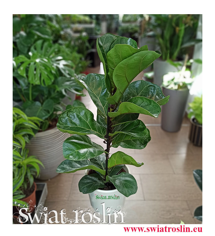 Ficus Lyrata Bambino, Fikus Lyrata Bambino, Fikus Dębolistny Bambino, Figowiec Lirolistny Bambino, kwiaty rośliny doniczkowe