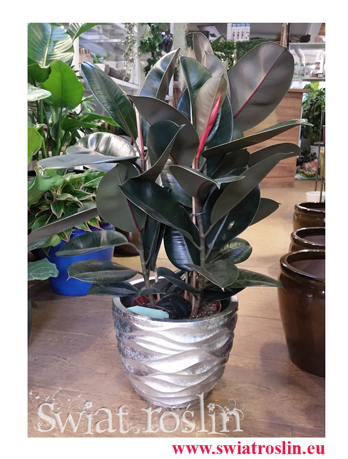 Ficus elastica Abidjan, Figowiec sprężysty Abidjan, Fikus Elastica Abidjan