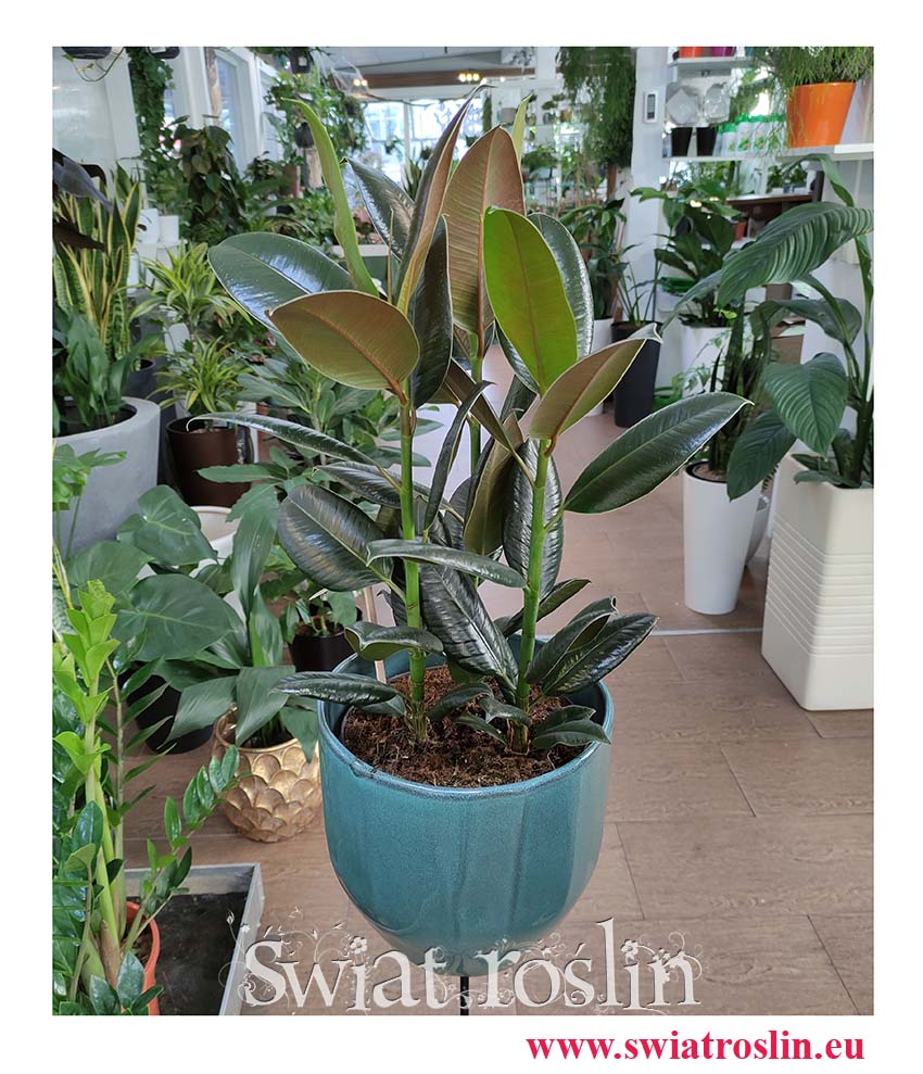 Ficus elastica Melany, Fikus Elastica Melany, Figowiec sprężysty Melany, kwiaty doniczkowe, kwiaty pokojowe