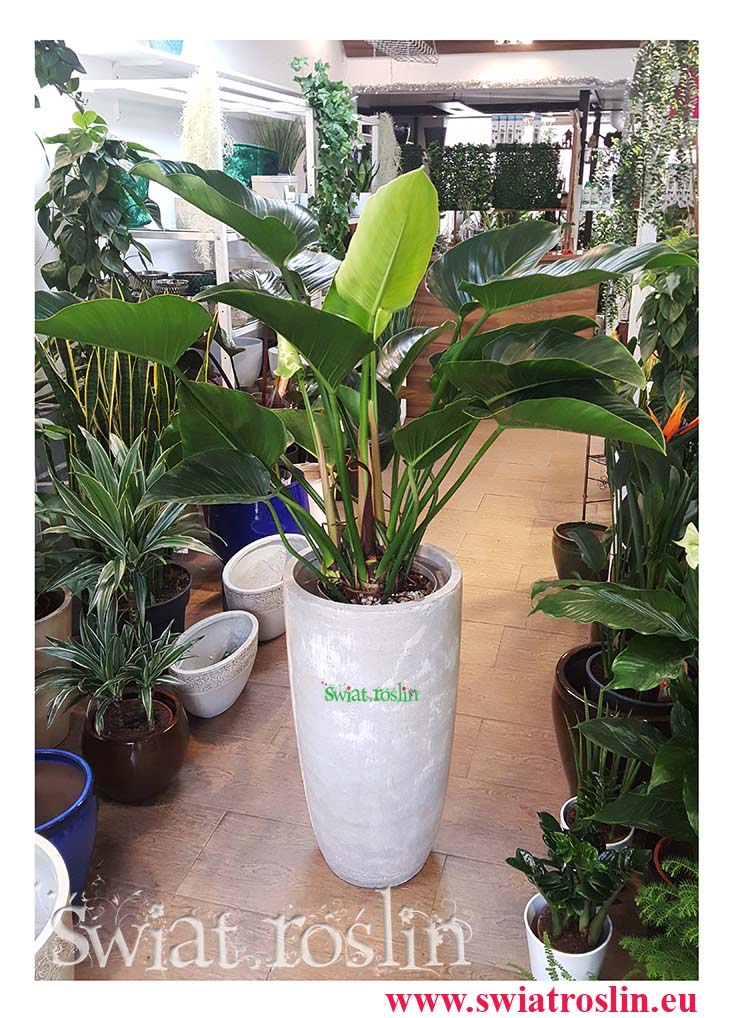 Filodendron Green Beauty, Philodendron Green beauty, duże rośliny doniczkowe
