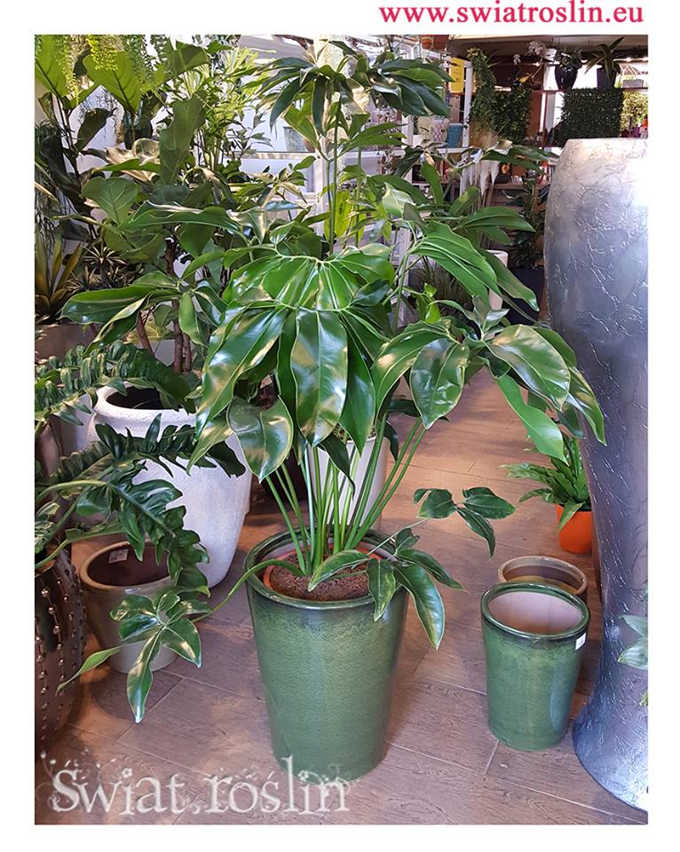 Filodendron Green Wonder, Philodendron Green Wonder, pnącze