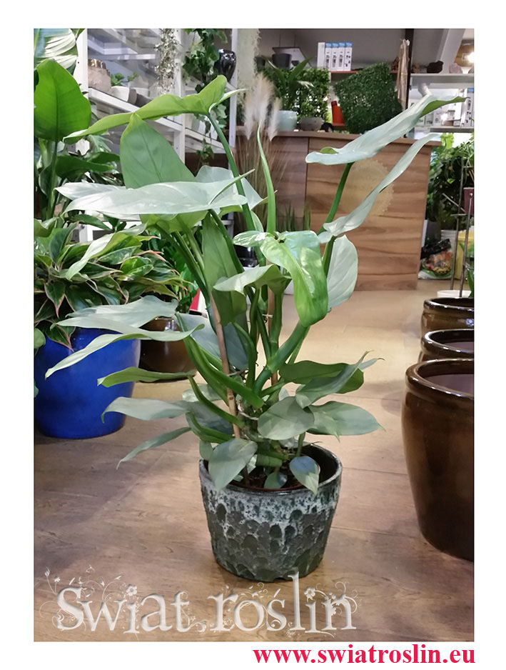 Filodendron Hastatum, Philodendron Hastatum internetowy sklep z roślinami doniczkowymi, wysyłka roślin doniczkowych,