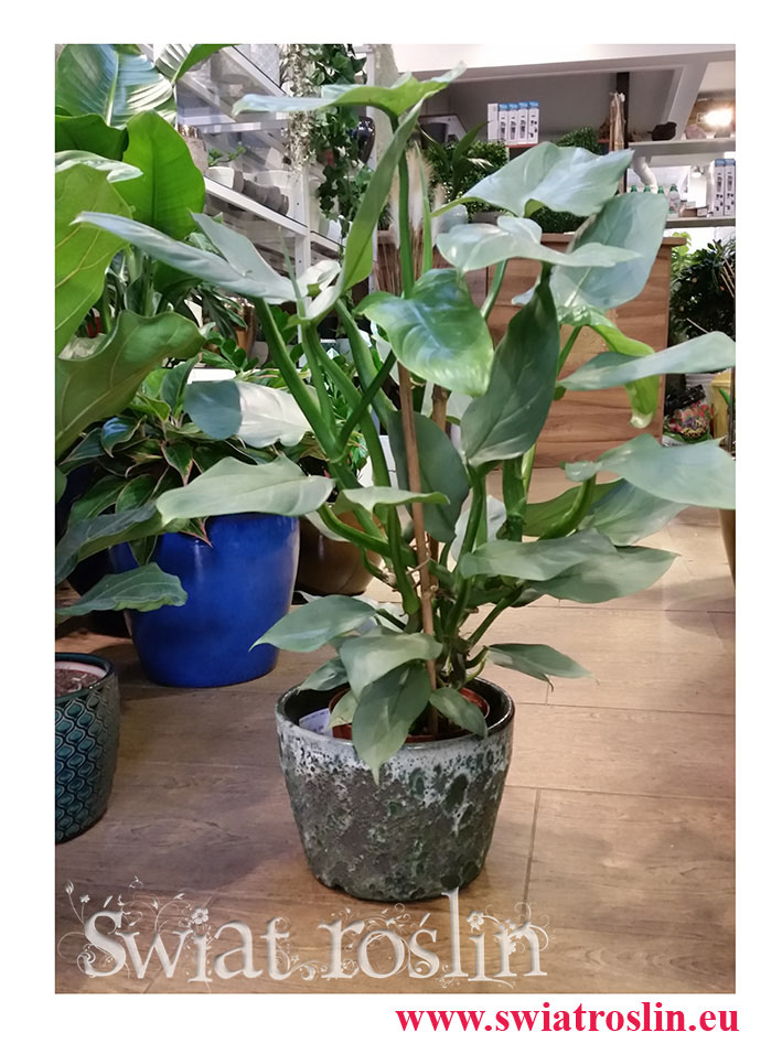 Filodendron Hastatum, Philodendron Hastatum, kwiaty doniczkowe, rolsiny doniczkowe, sklep z roslinami, Kraków rośliny