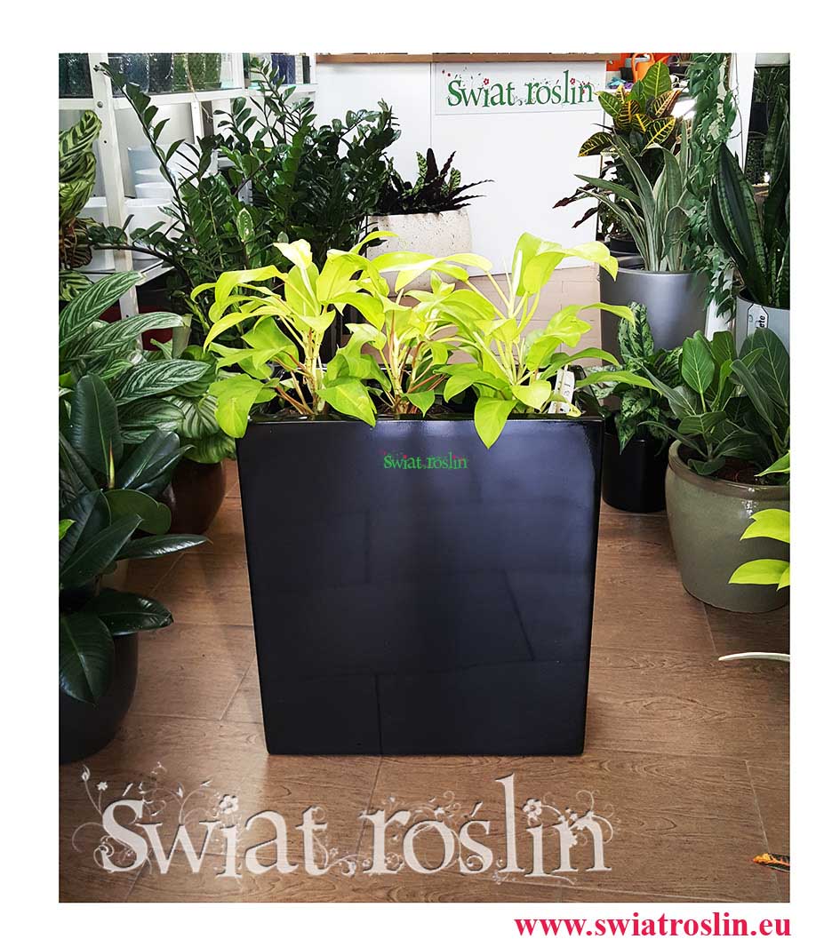 Filodendron Lemon Lime, Philodendron Lemon Lime, Philodendron Malay Gold, Philodendron Hansotis Gold, Filodendron Malay Gold, Filodendron Hansotis Gold