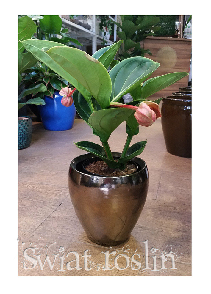 Medinilla Magnifica Lambada, Medynila Wspaniała Lambada, sklep online z rolsinami doniczkowymi, kwiaty