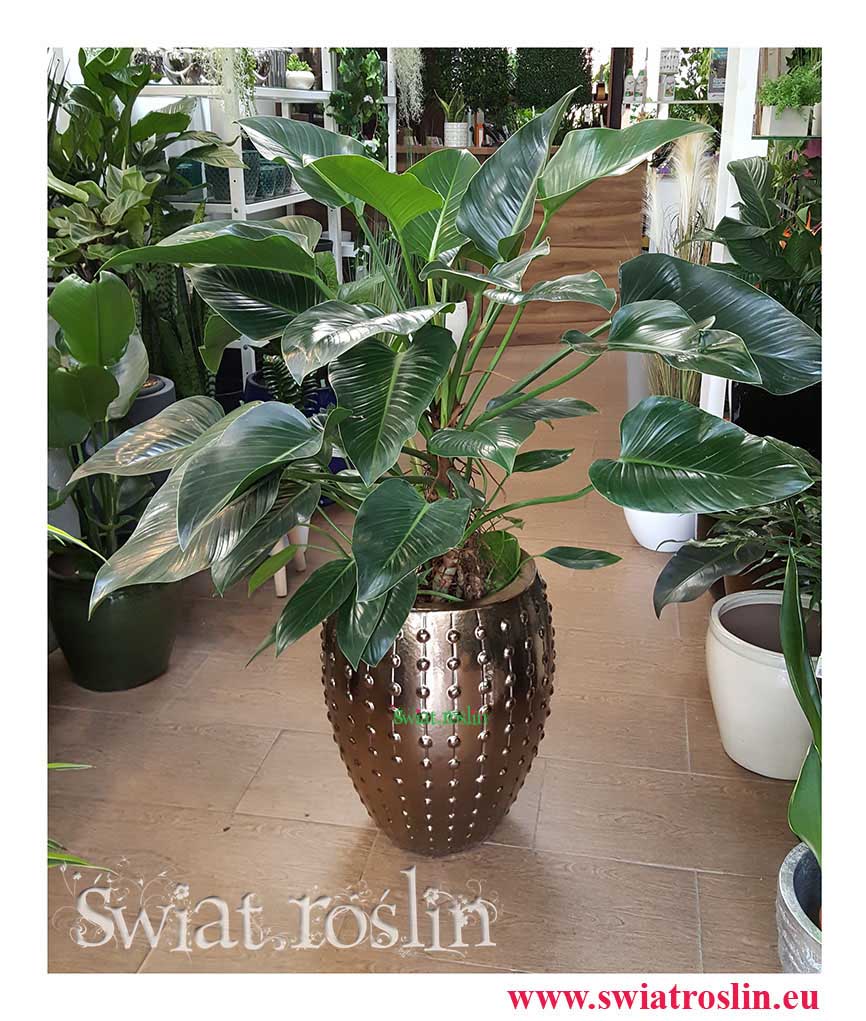 Philodendron Green Beauty, Filodendron Green Beauty, Rośliny Kraków, rośliny doniczkowe, rośliny do biura, rośliny do hotelu