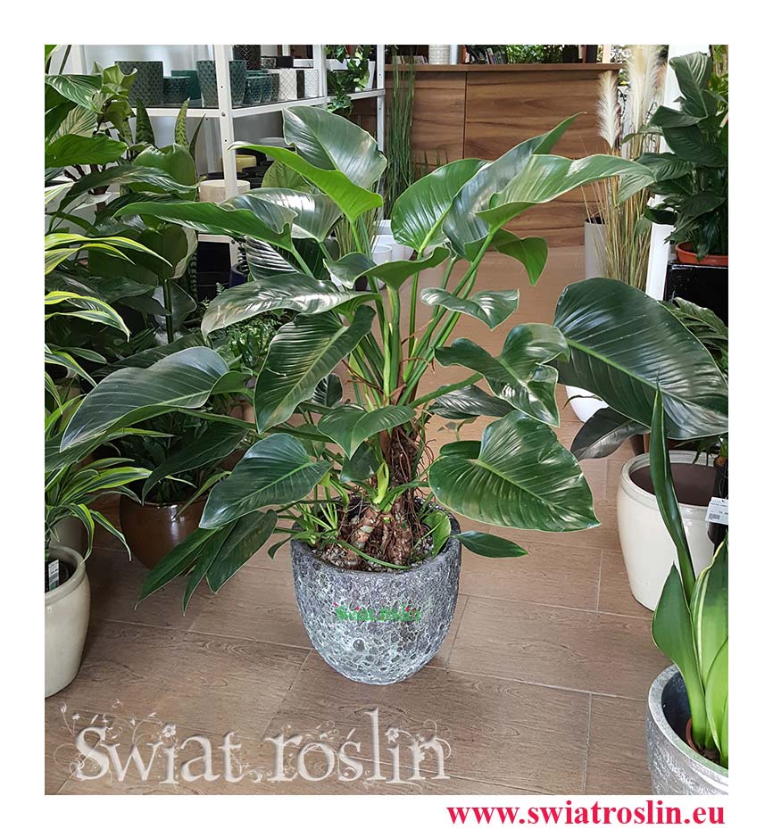 Philodendron Green Beauty,Filodendron Green Beauty,Rośliny-Kraków rośliny-doniczkowe-rośliny-do-biura-rośliny-do-hotelu-rośliny-do-firmy