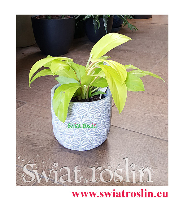 Philodendron Malay Gold, Philodendron Hansotis Gold, Filodendron Malay Gold, Filodendron Hansotis Gold,